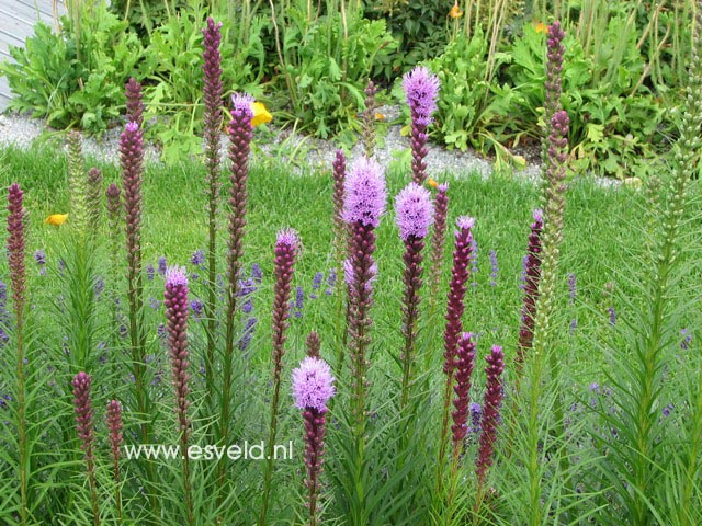 Liatris spicata