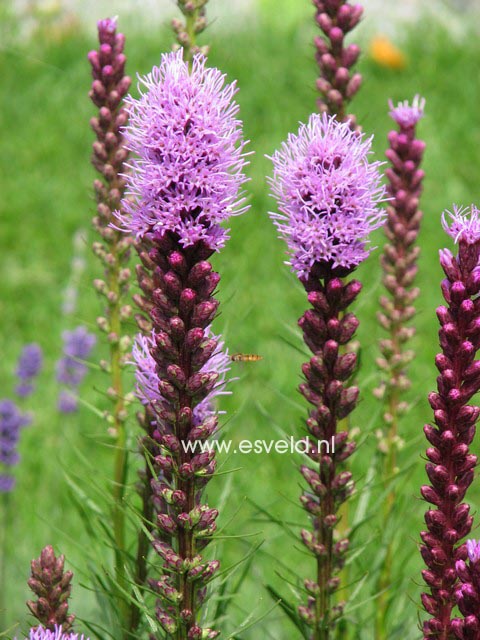 Liatris spicata