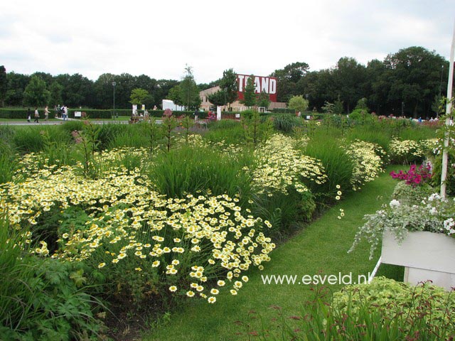 Anthemis hybrida 'Wargrave'