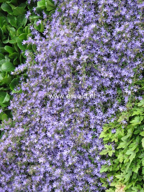 Campanula portenschlagiana