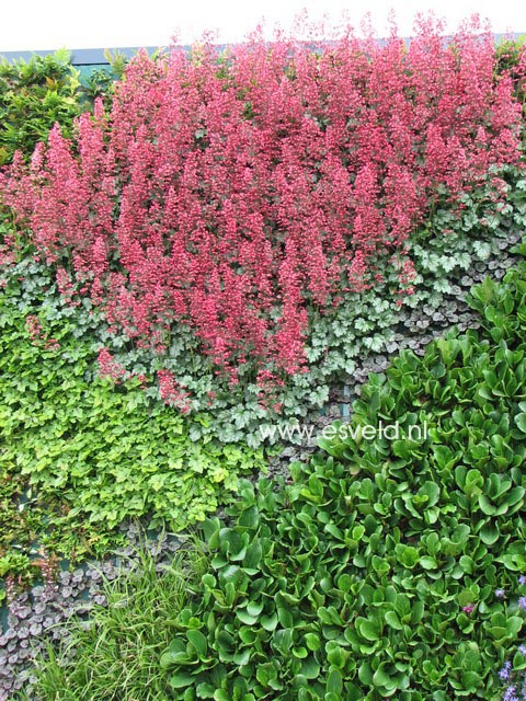 Heuchera 'Paris'