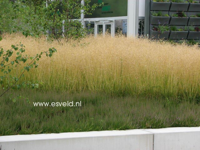 Deschampsia cespitosa 'Goldtau'