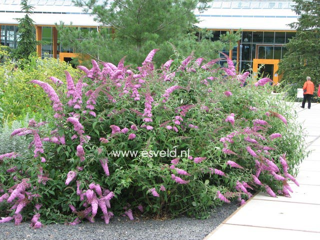 Buddleja davidii 'Pink Delight'