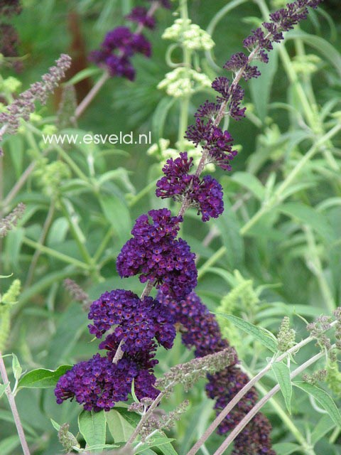 Buddleja davidii 'Black Knight'