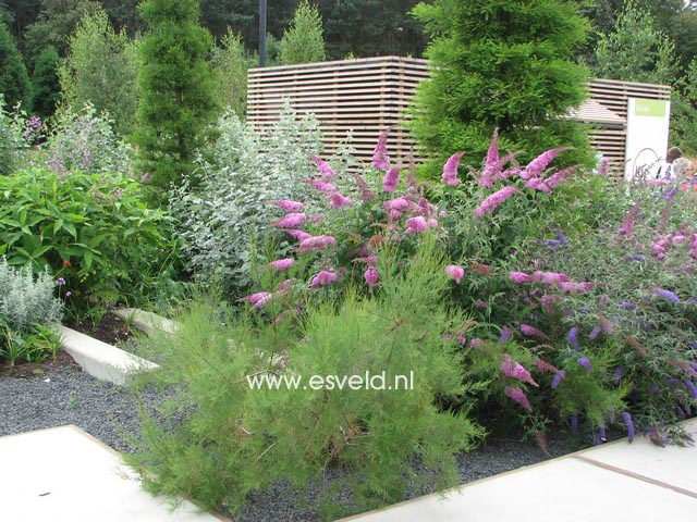 Buddleja davidii 'Pink Delight'