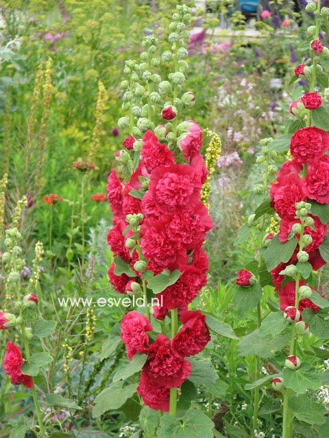 Alcea rosea 'Pleniflora' rood