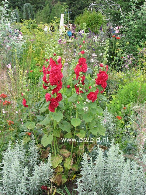 Alcea rosea 'Pleniflora' rood