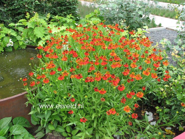 Helenium 'Moerheim Beauty'