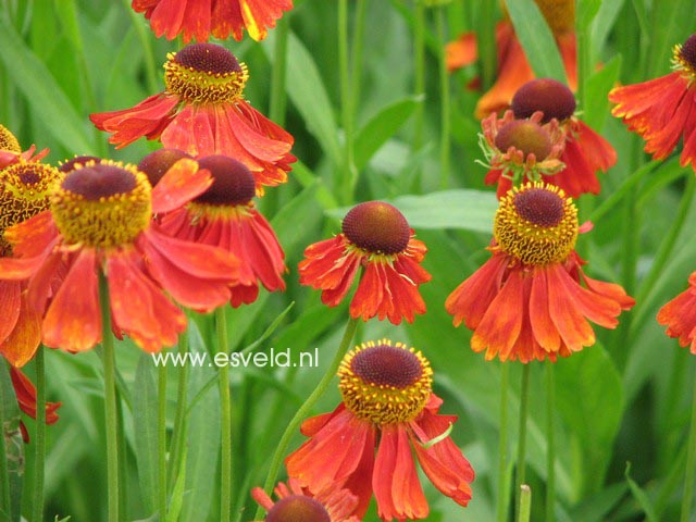 Helenium 'Moerheim Beauty'