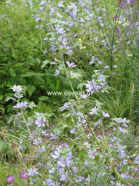 Malva sylvestris 'Marina Dema'