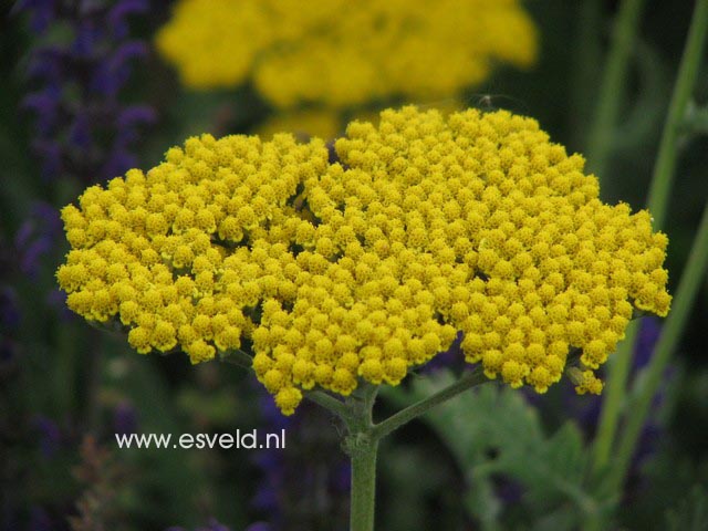 Achillea 'Coronation Gold'