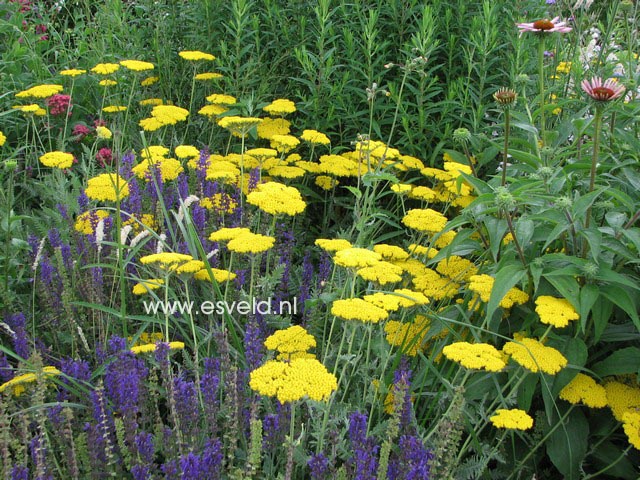 Achillea 'Coronation Gold'