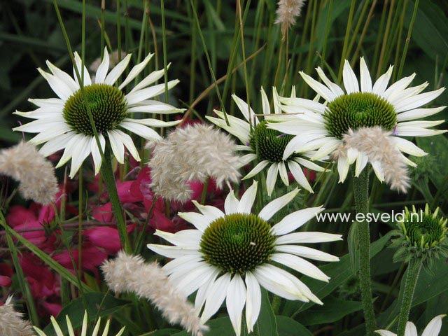 Echinacea purpurea 'Alaska'