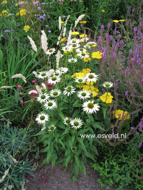 Echinacea purpurea 'Alaska'