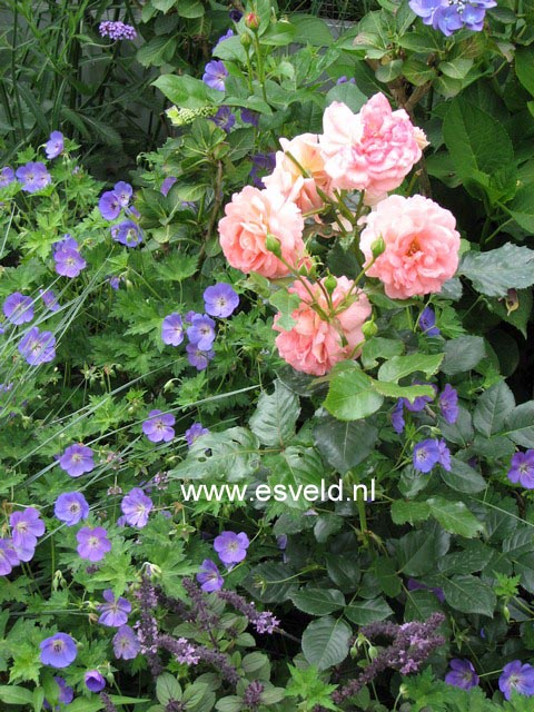 Geranium 'Rozanne'