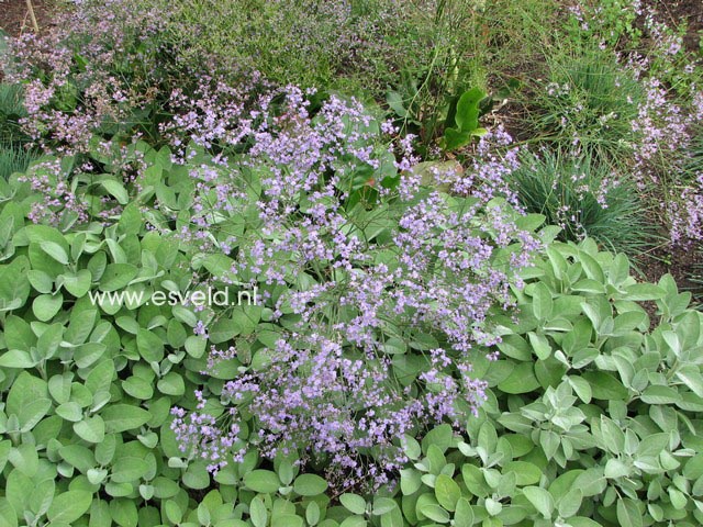 Limonium latifolium