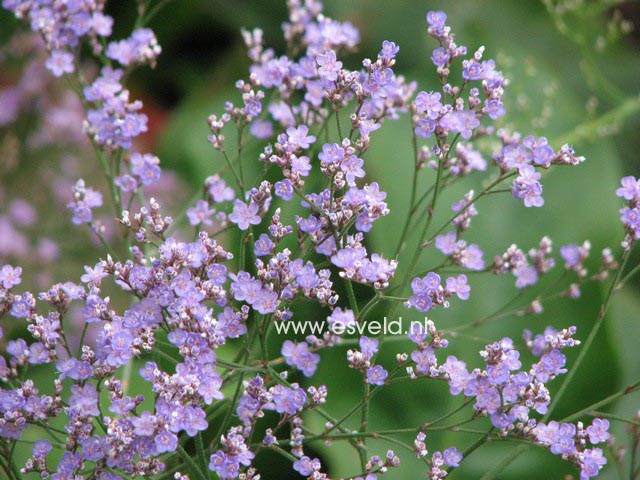 Limonium latifolium