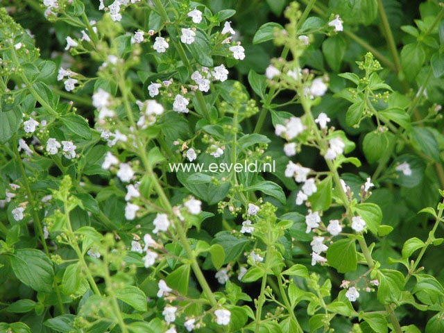 Calamintha nepeta ssp. nepeta