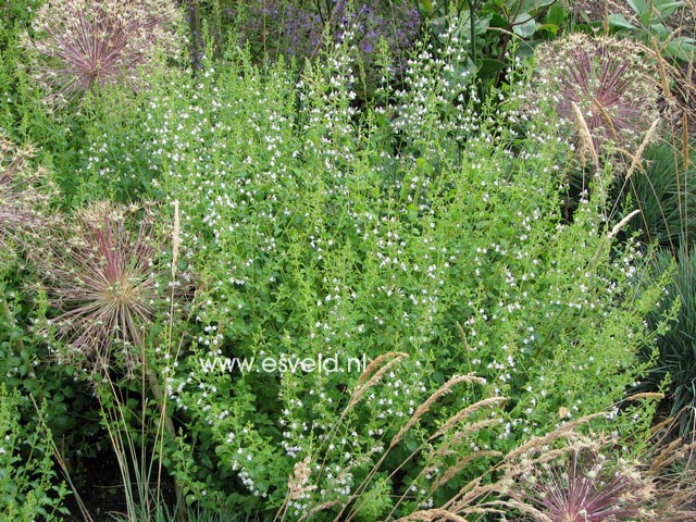 Calamintha nepeta ssp. nepeta