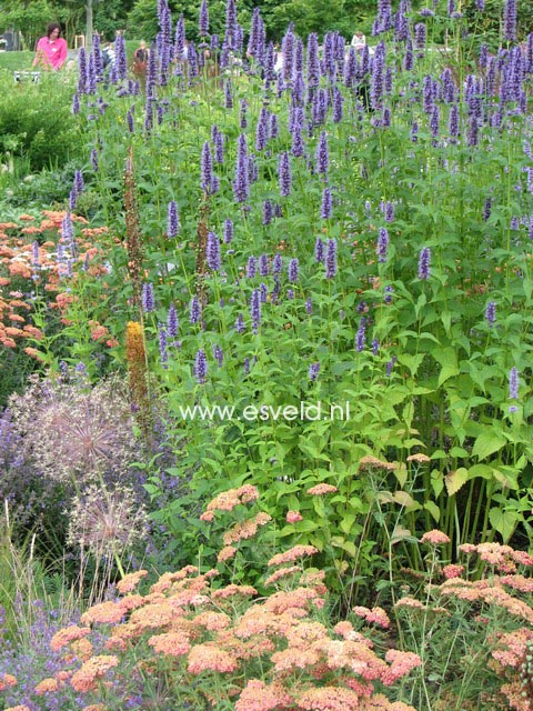 Agastache 'Black Adder'