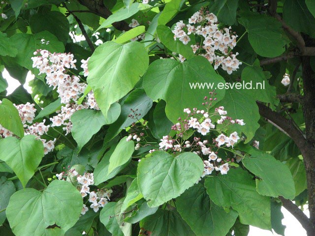 Catalpa bignonioides