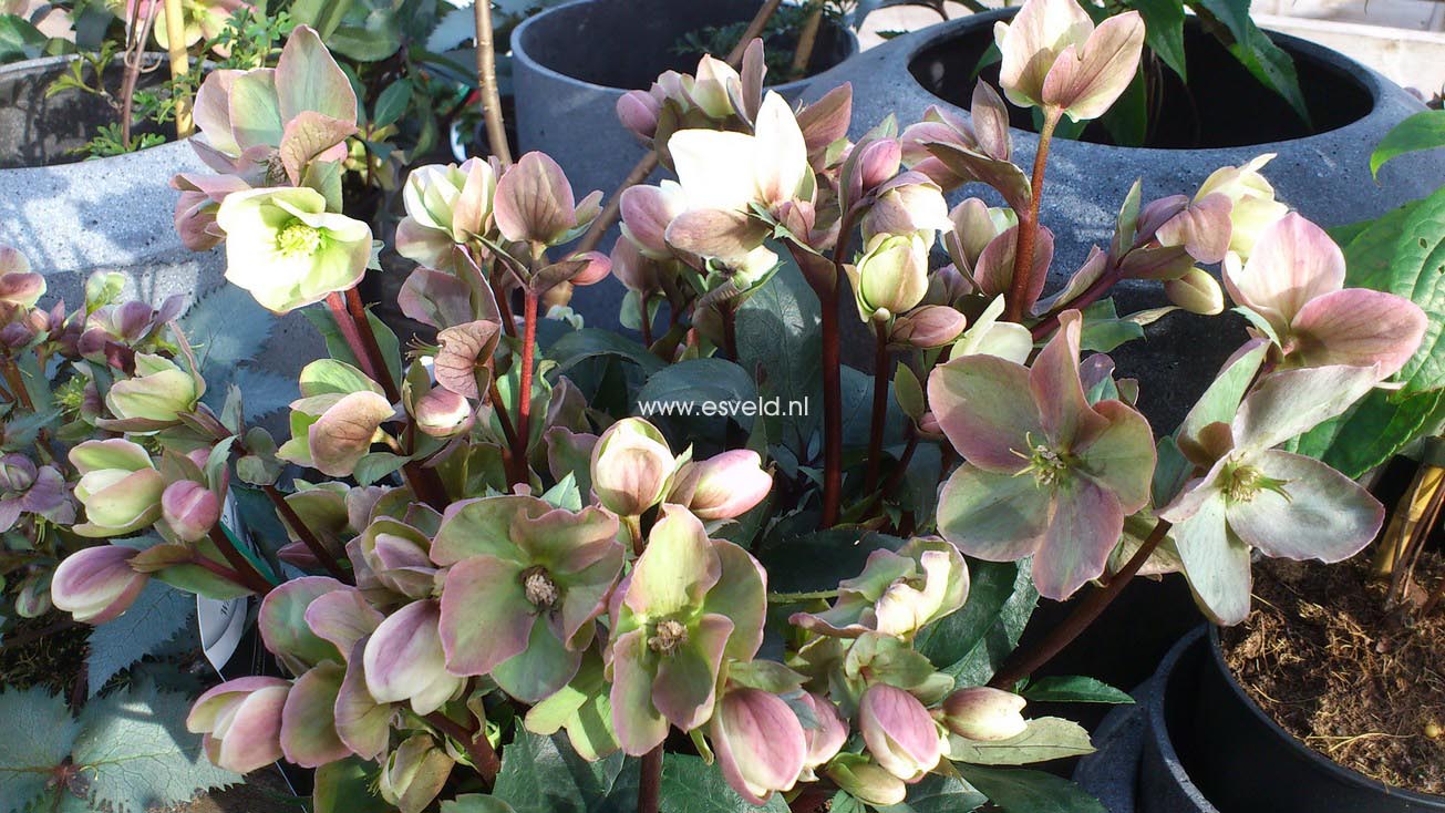 Helleborus 'Pirouette'