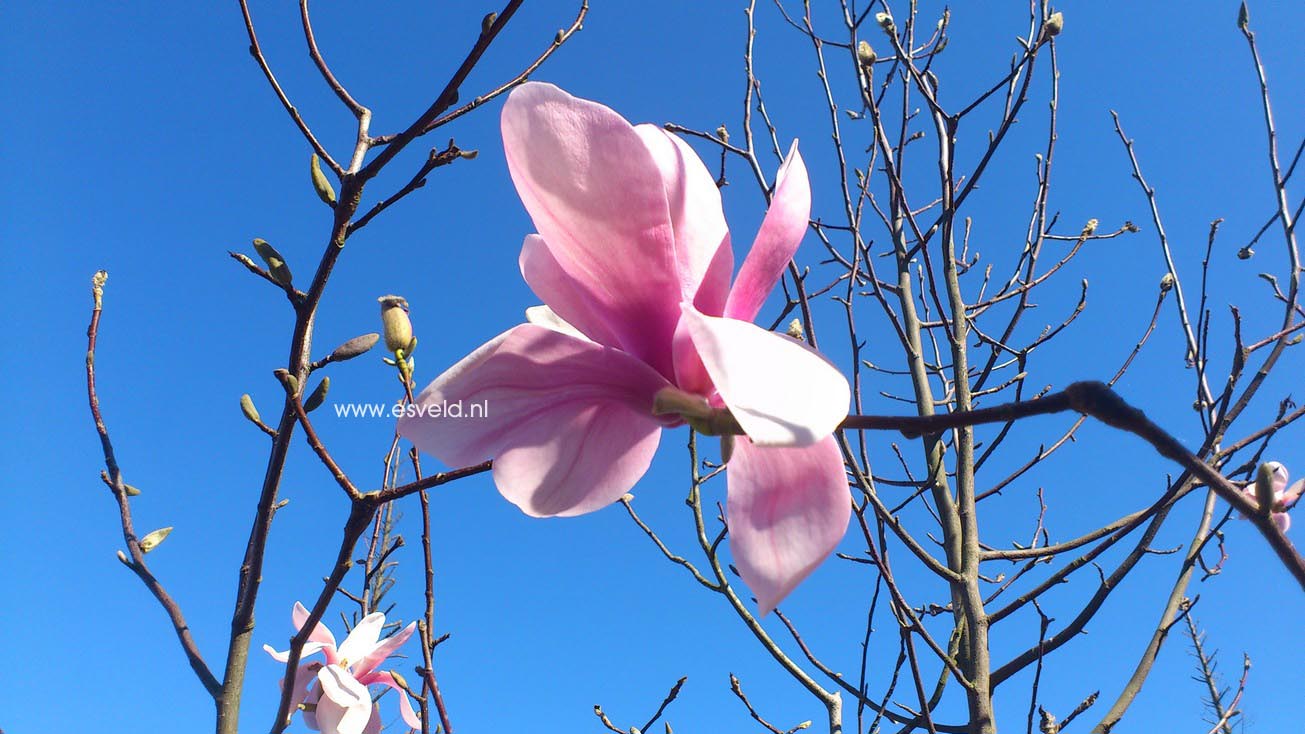 Magnolia sprengeri var. diva