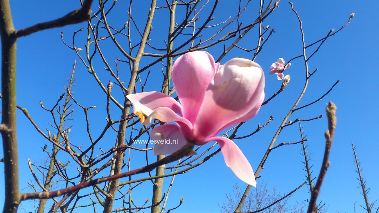 Magnolia sprengeri var. diva