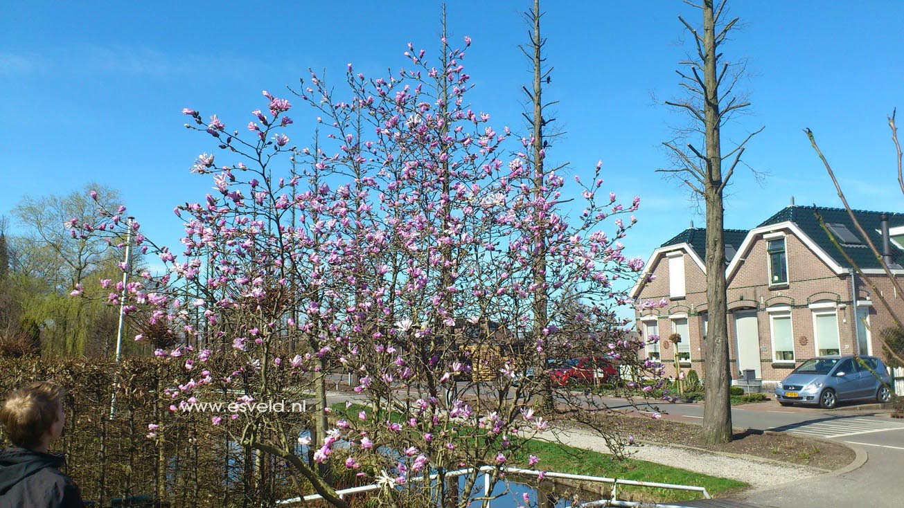 Magnolia loebneri 'Leonard Messel'