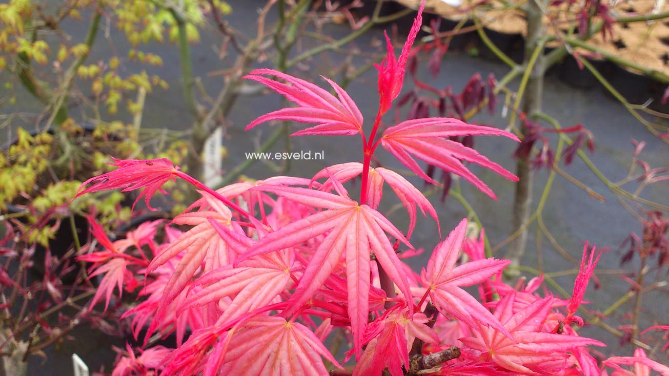 Acer palmatum