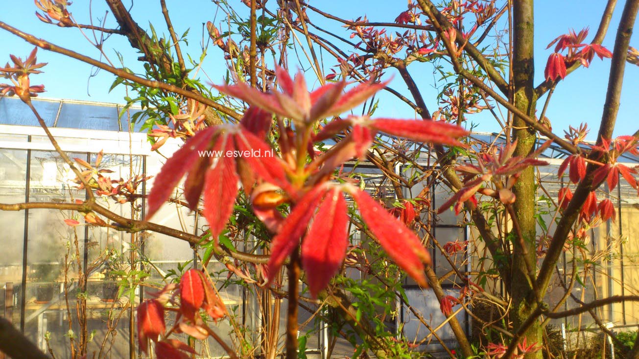 Aesculus neglecta 'Erythroblastos'