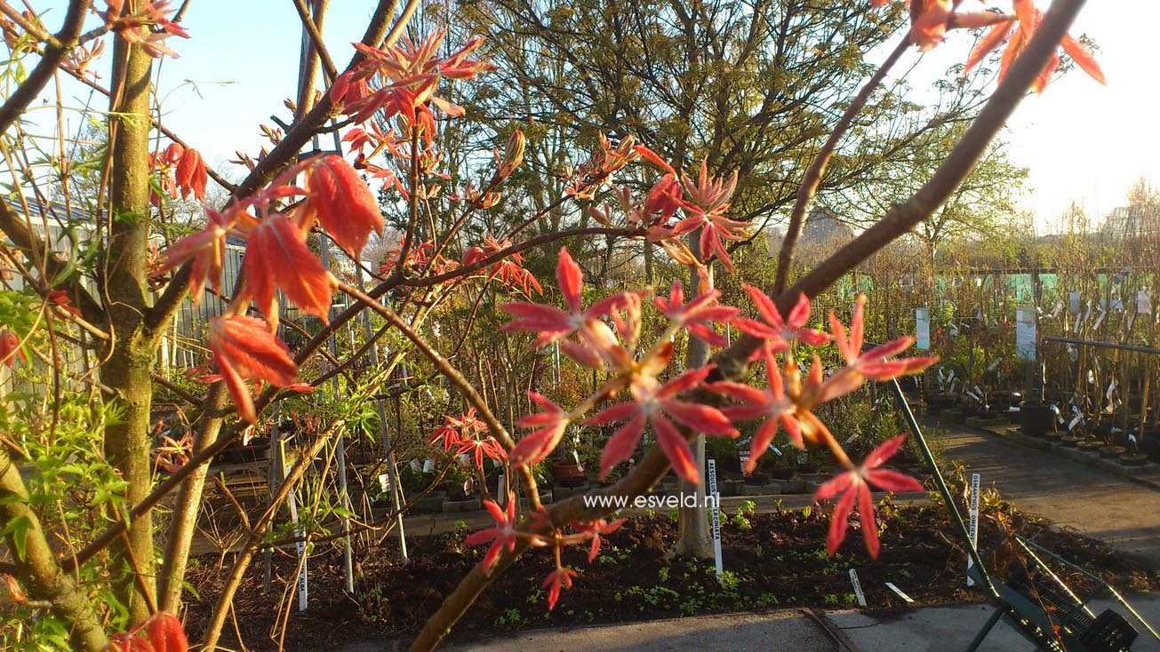 Aesculus neglecta 'Erythroblastos'