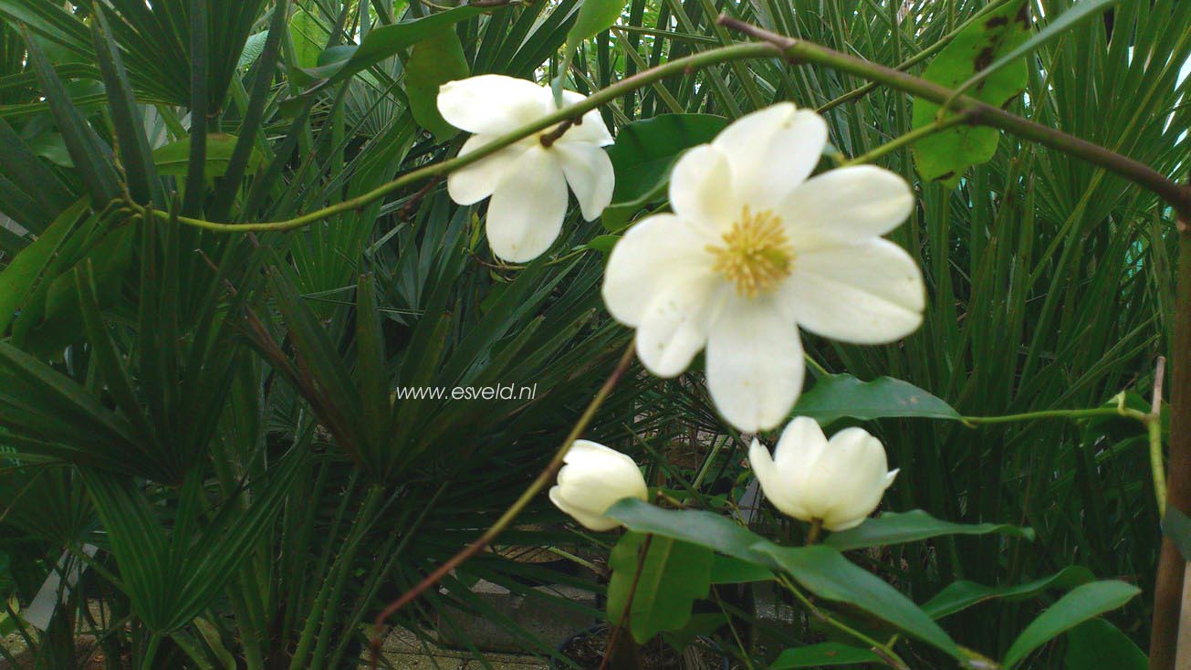 Magnolia laevifolia