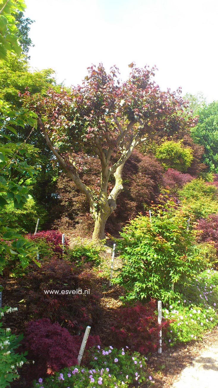 Acer cappadocicum ssp. sinicum