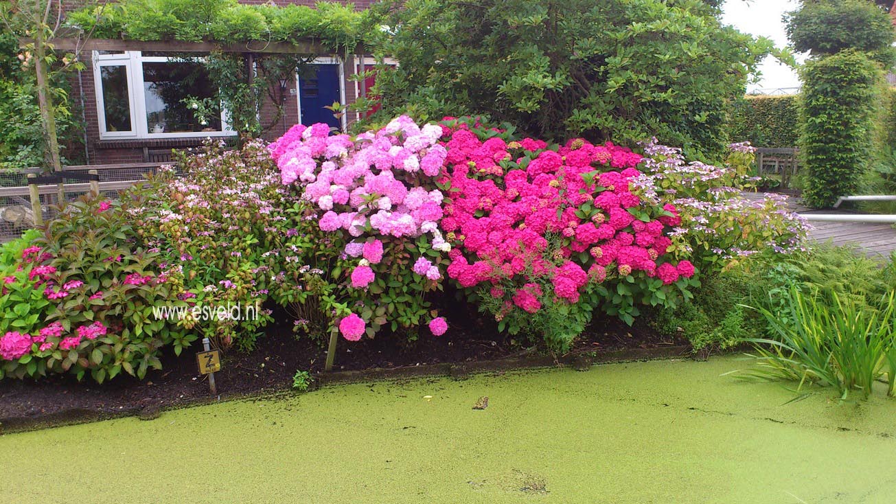 Hydrangea macrophylla