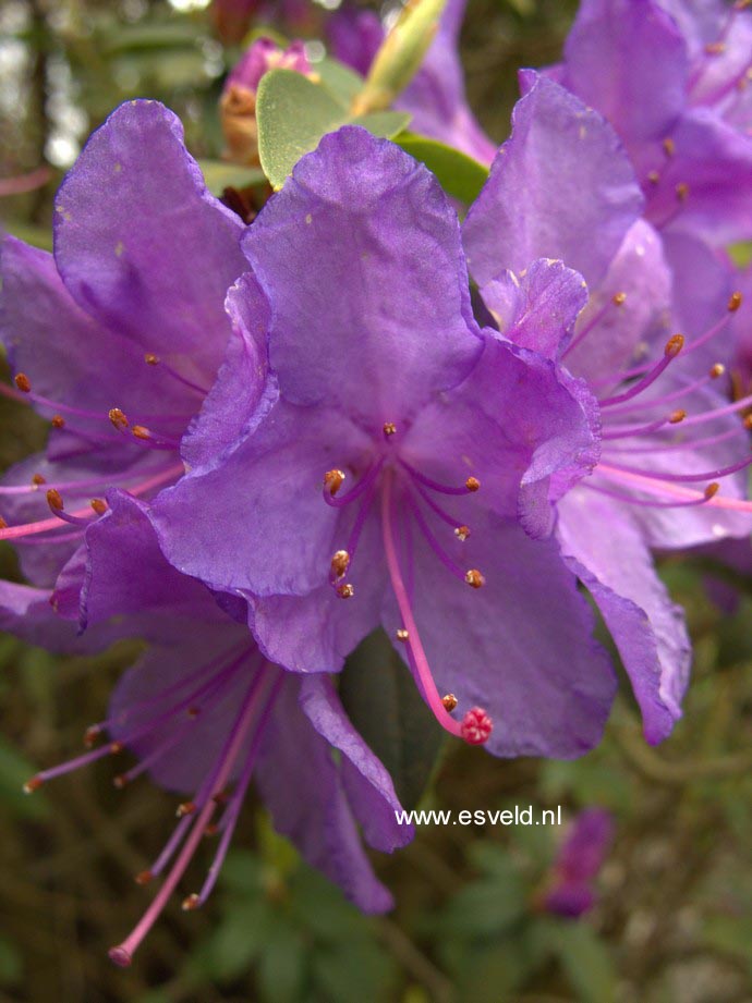 Rhododendron 'Sapphire'