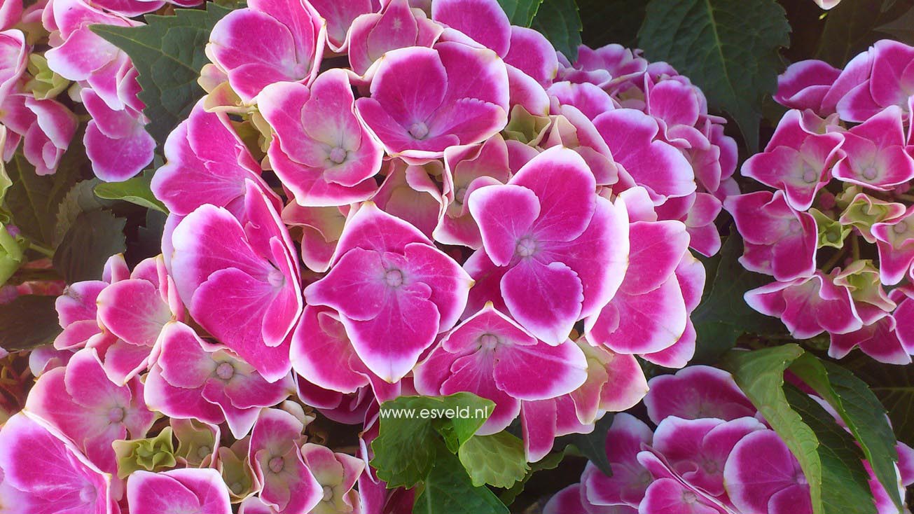 Hydrangea macrophylla