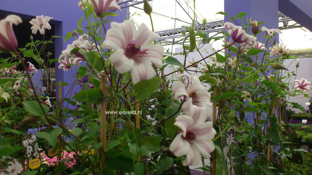 Clematis 'Zoprika' (PRINCESS KATE)