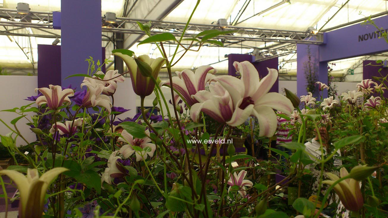 Clematis 'Zoprika' (PRINCESS KATE)