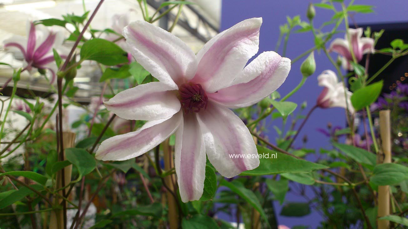 Clematis 'Zoprika' (PRINCESS KATE)