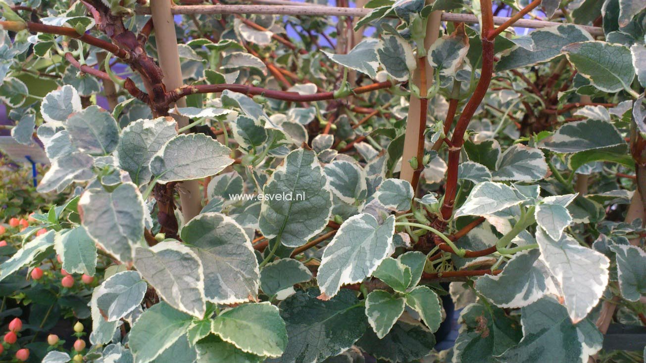 Hydrangea anomala 'Silver Lining'