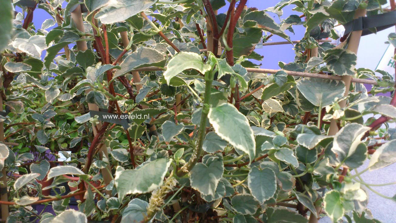 Hydrangea anomala 'Silver Lining'