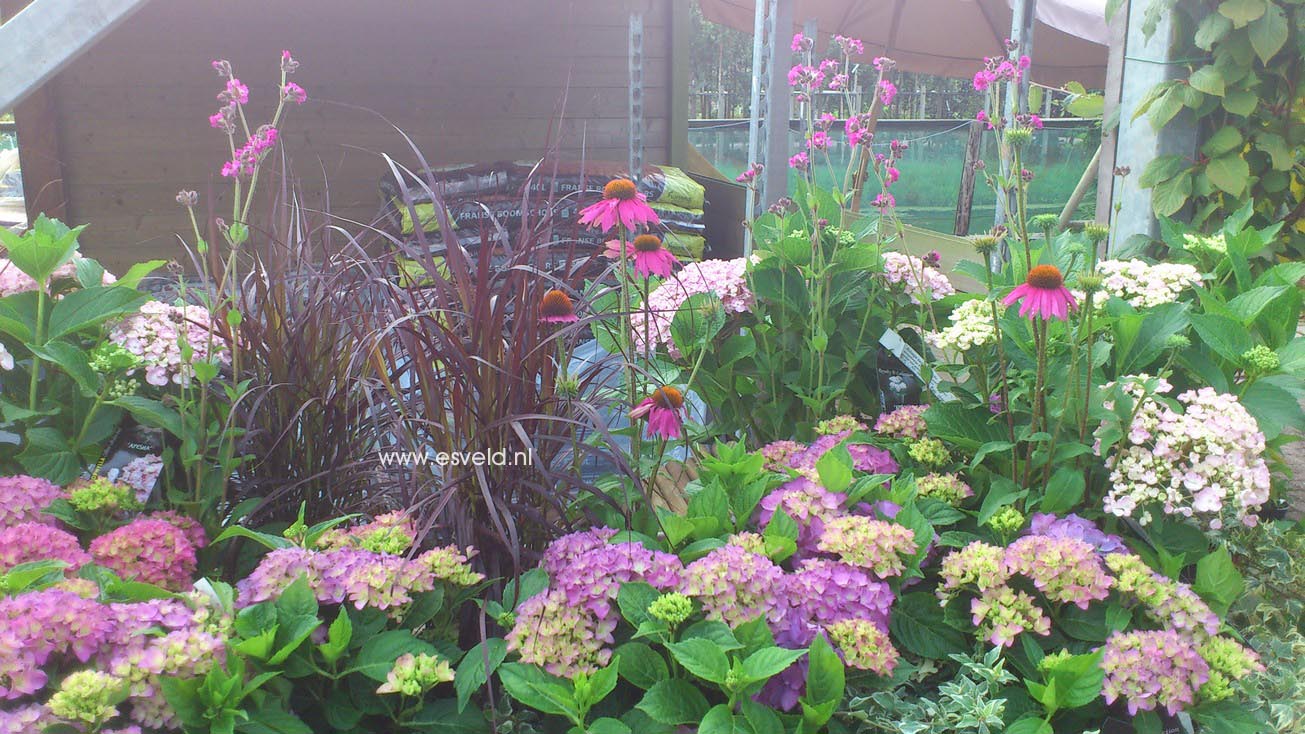 Hydrangea macrophylla