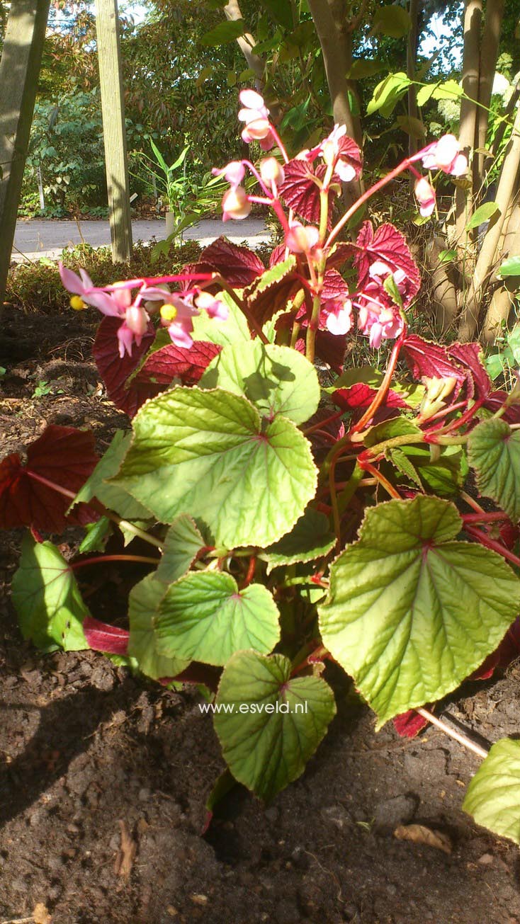 Begonia grandis 'Claret Jug'