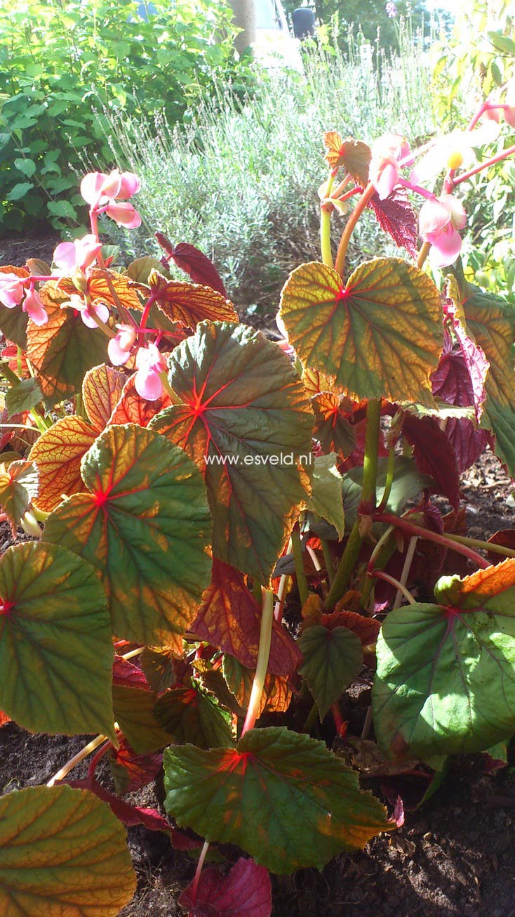 Begonia grandis 'Claret Jug'