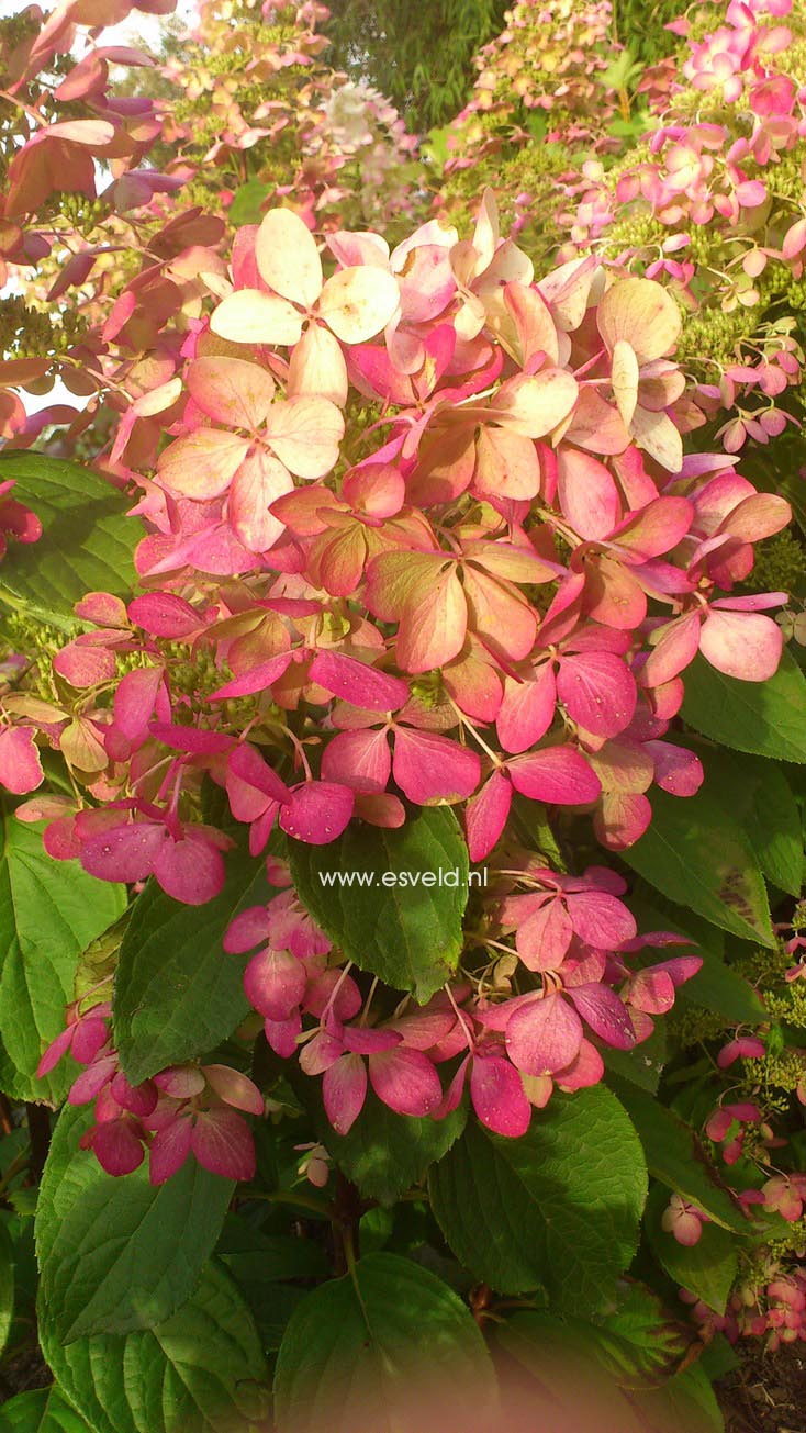 Hydrangea paniculata 'Ruby' (ANGELS BLUSH)