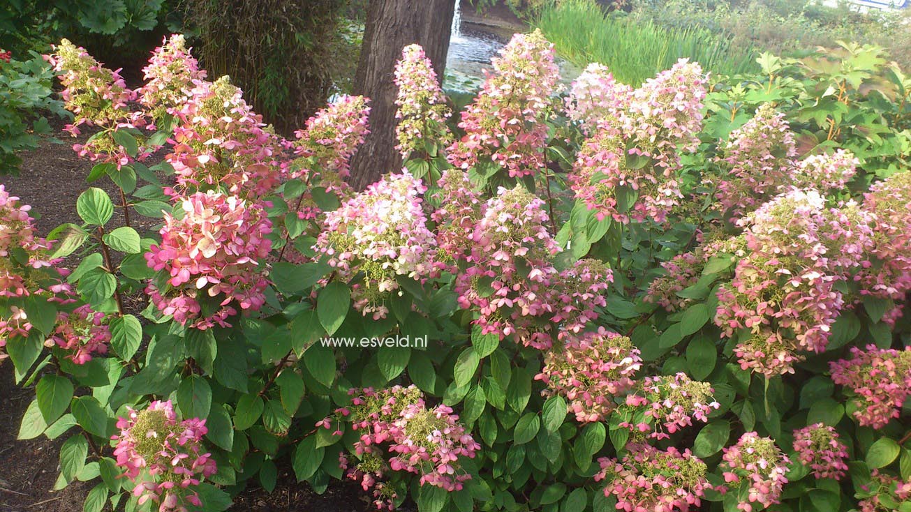 Hydrangea paniculata 'Ruby' (ANGELS BLUSH)