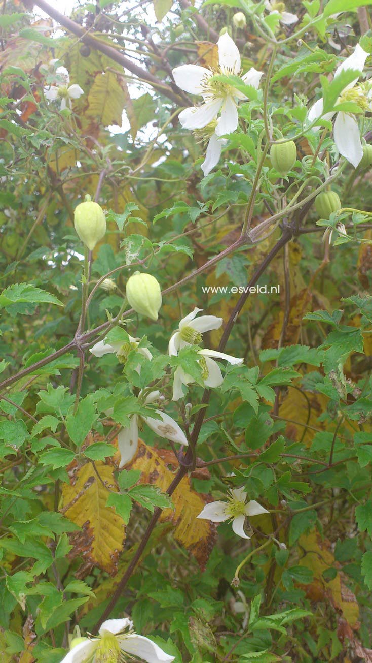 Clematis 'Anita'