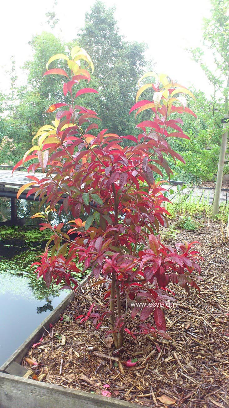 Oxydendrum arboreum