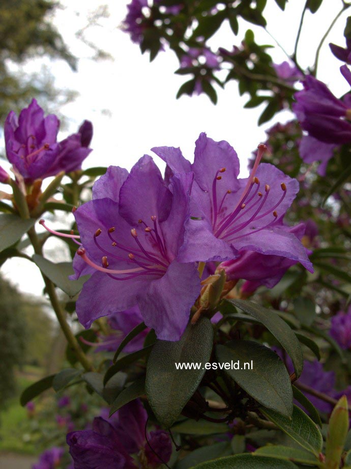 Rhododendron 'Sapphire'